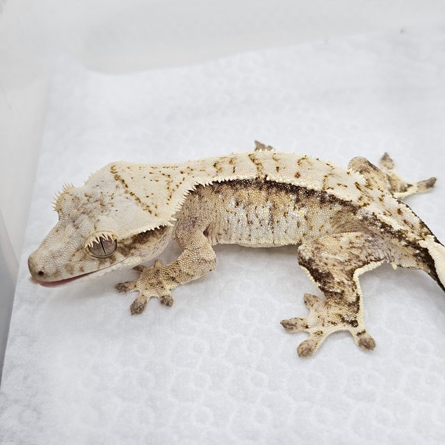 Cream