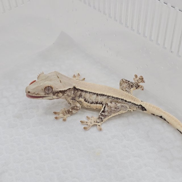 Lilly White 100% Het Chocho