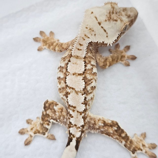 Cream