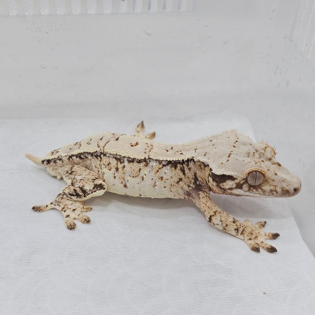 Normal Tri Extreme Harlequin Pinstripe