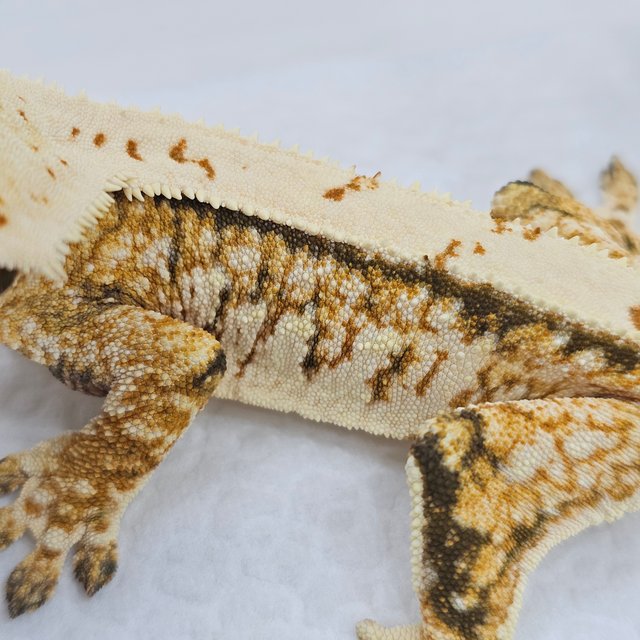 Normal Tri Pinstripe Extreme Harlequin