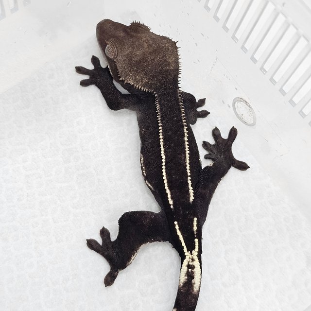 Axanthic