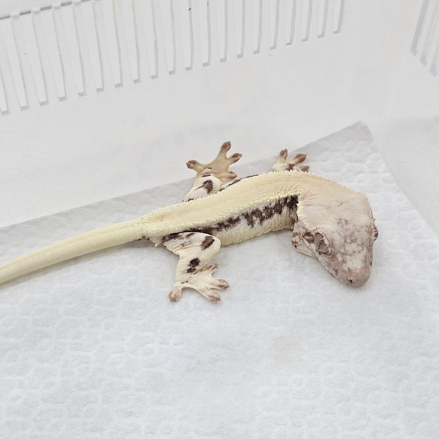 Sable Lilly 100% Het Axanthic