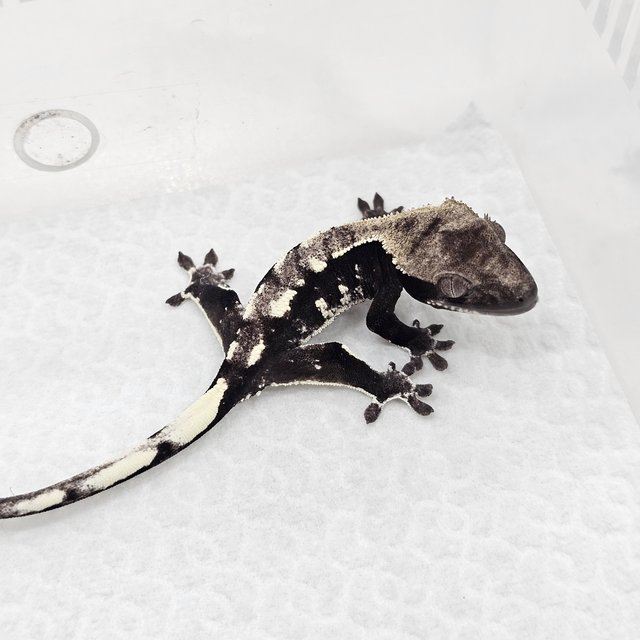 Axanthic