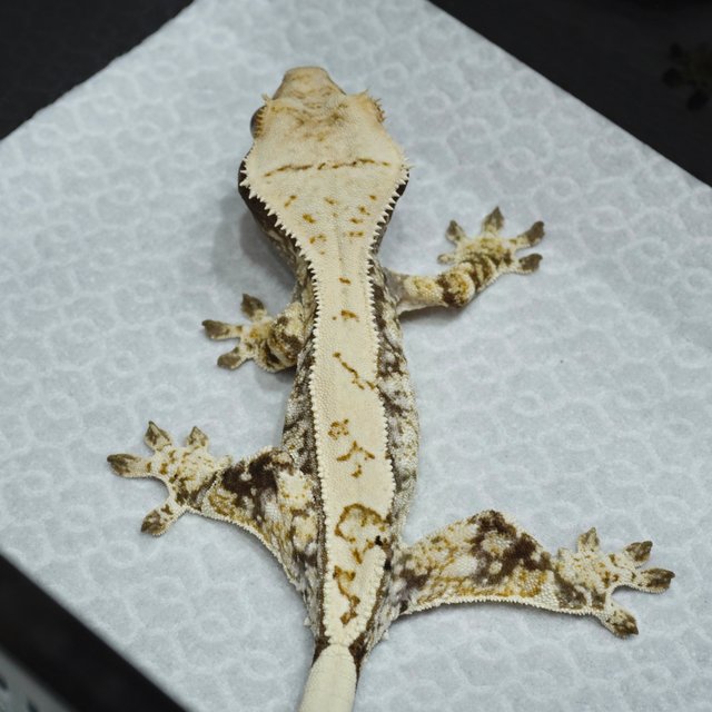 Drippy White Spot Normal