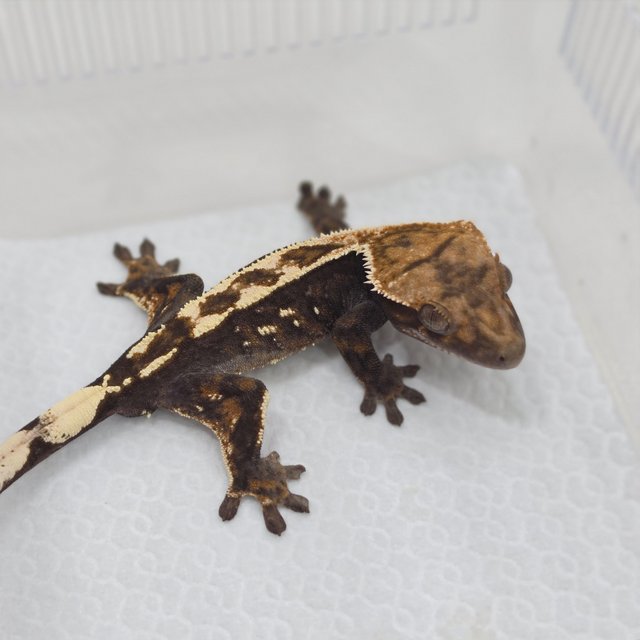 Sable 100% Het Axanthic