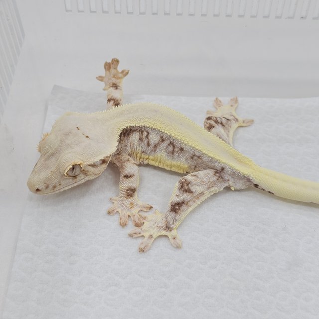 Lilly 100% Het Axanthic