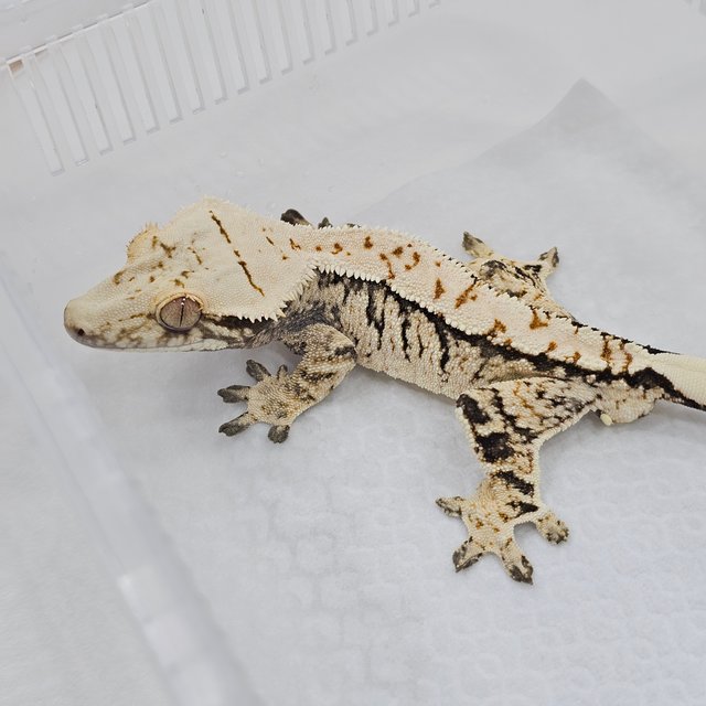 Tri Extreme Harlequin Normal