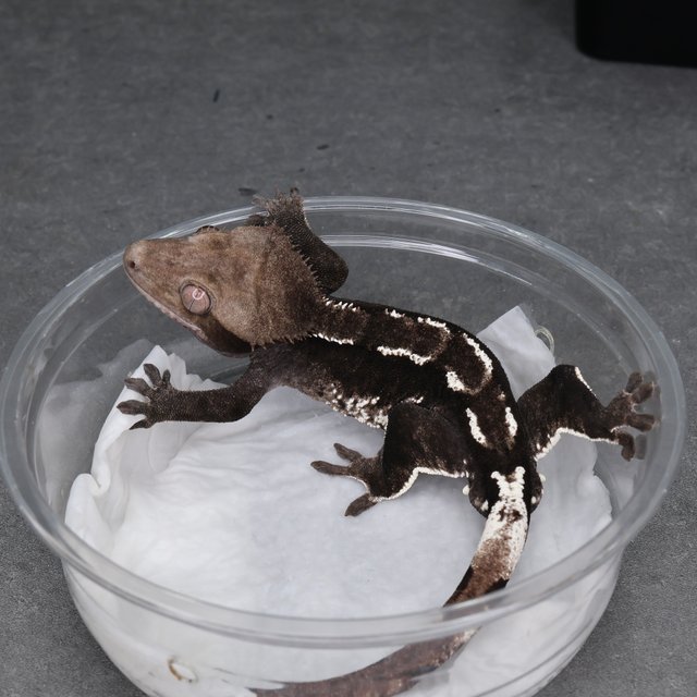 아잔틱