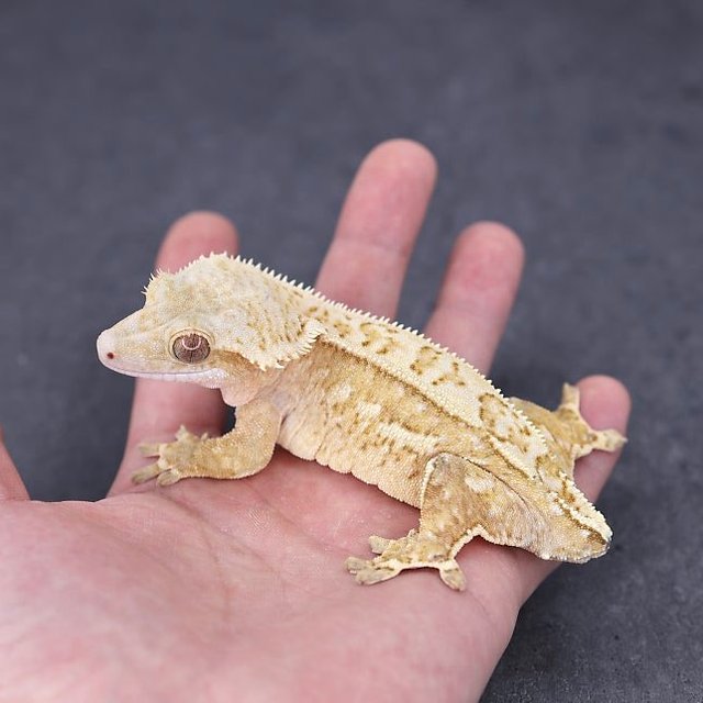 Cream