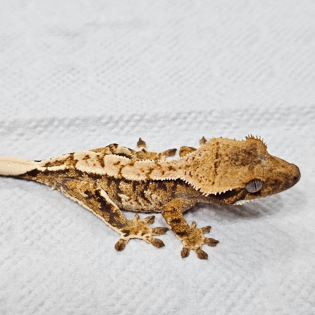 트라이