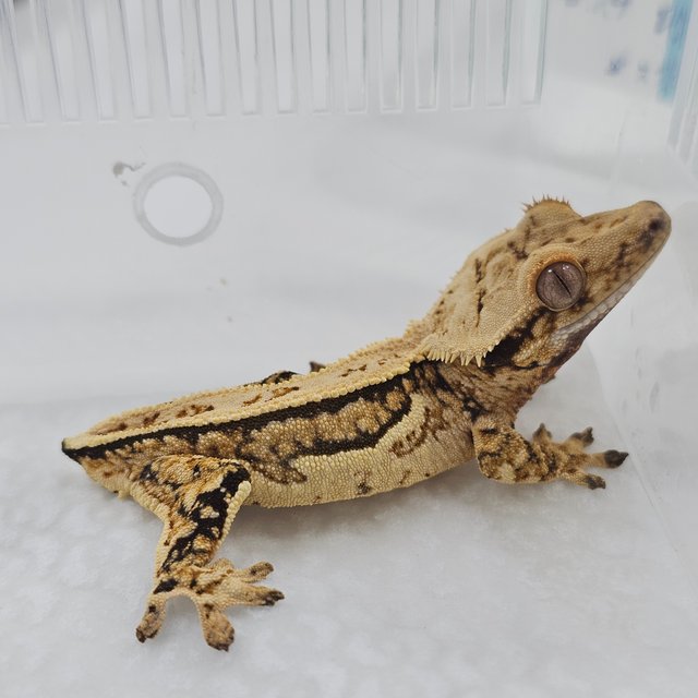 Normal Tri Full Pinstripe Quad