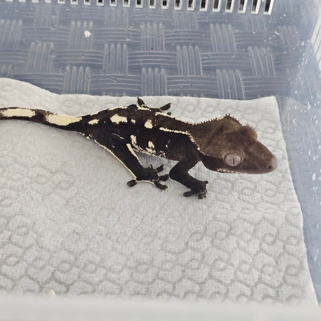 Axanthic