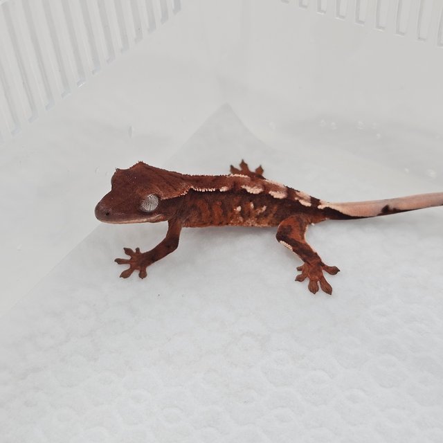 Chocho