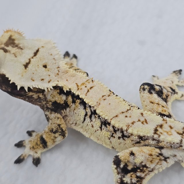 Normal Tri Extreme Harlequin