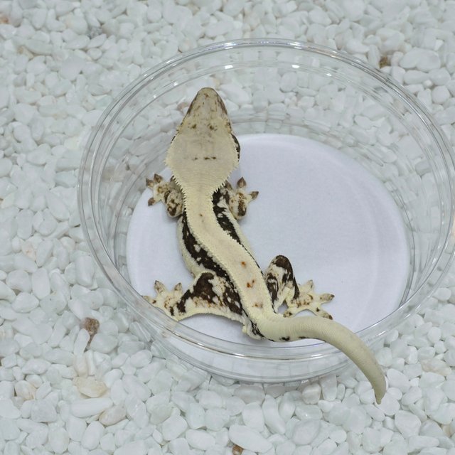 Lilly 100% Het Axanthic