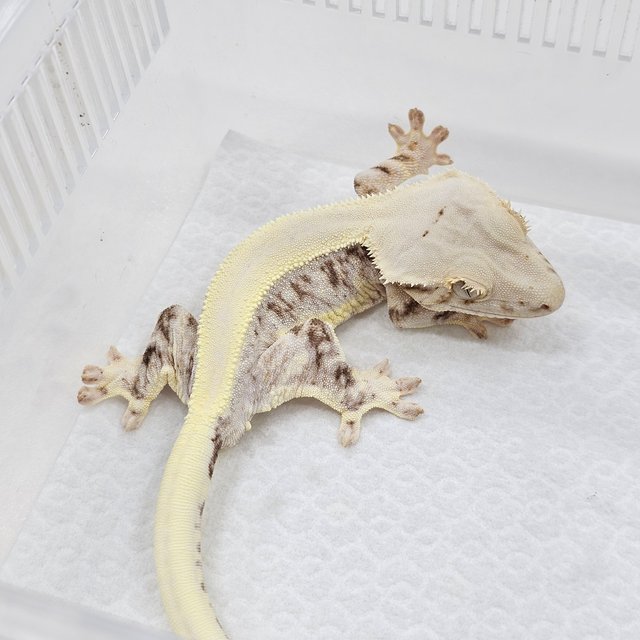 Lilly 100% Het Axanthic
