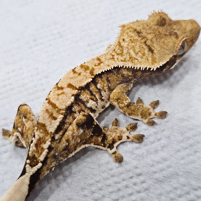 트라이