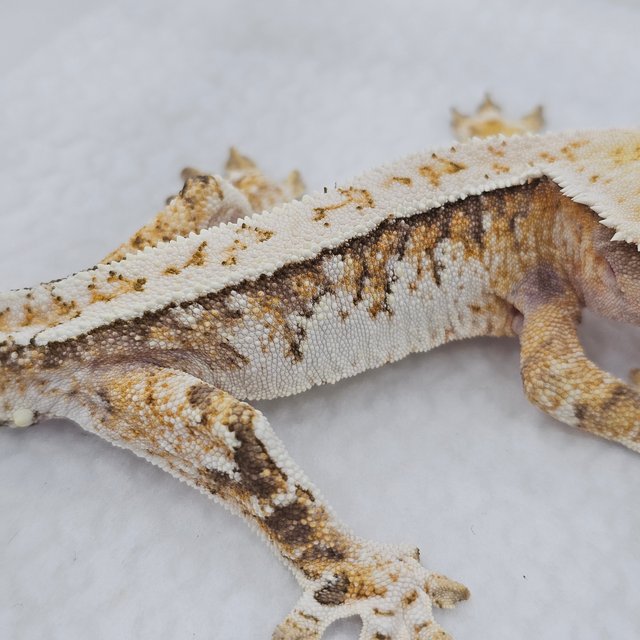Normal Extreme Harlequin Tri