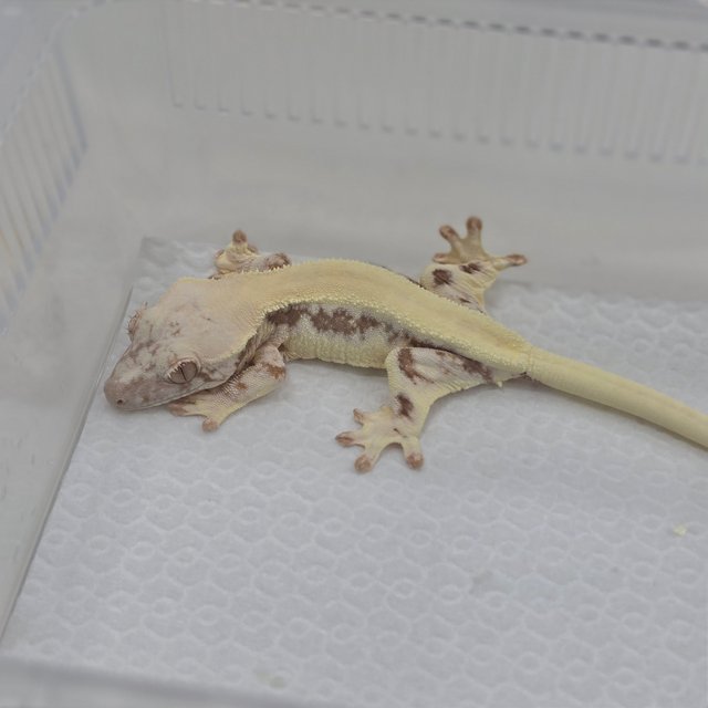 LW Sable 100% Het Axanthic