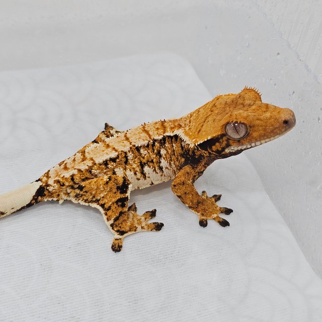 Normal Tri Extreme Harlequin Tangerine