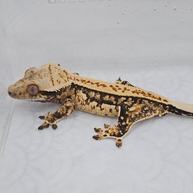 Normal Tri Quad Full Pinstripe