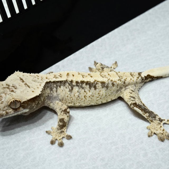 White Spot Normal Drippy