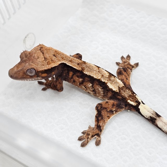 Sable 100% Het Axanthic