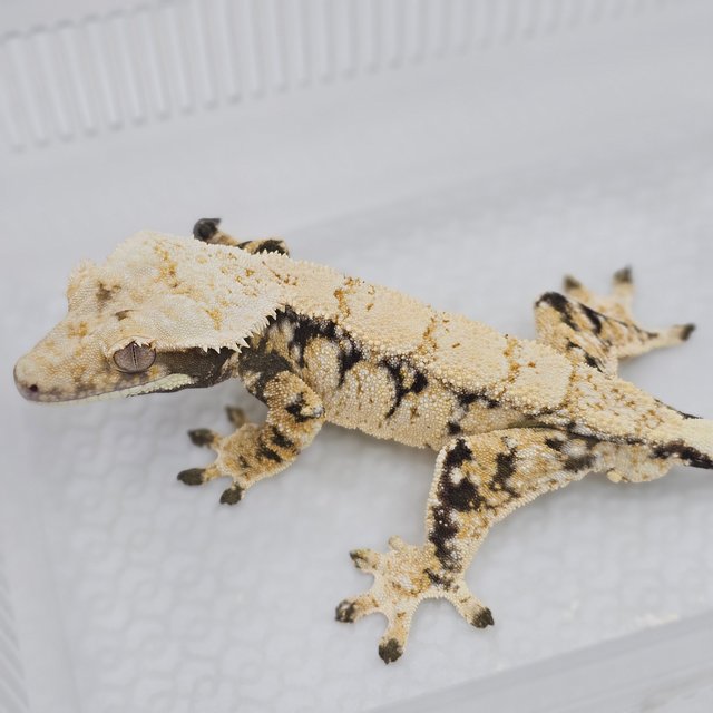 Normal Tri Extreme Harlequin