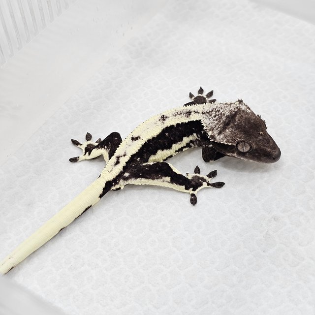 Lilly Axanthic