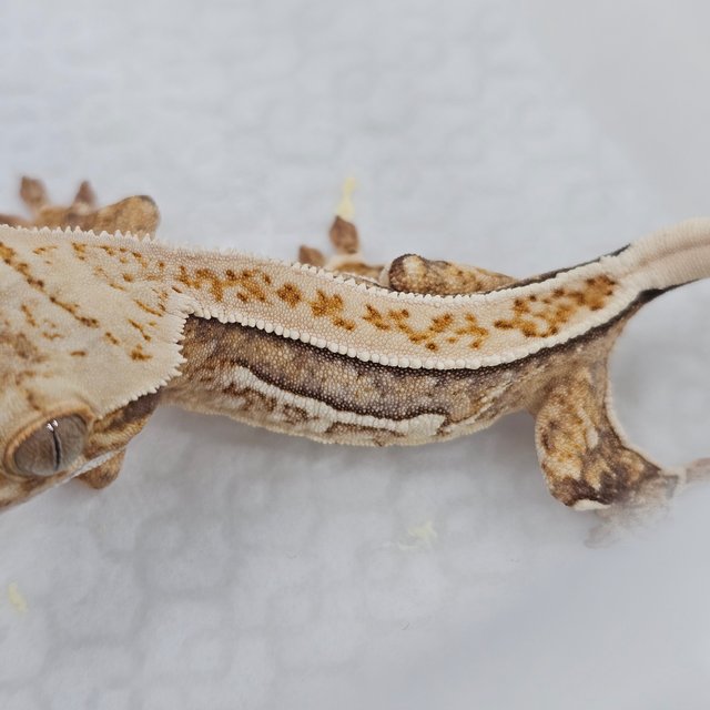 Cream