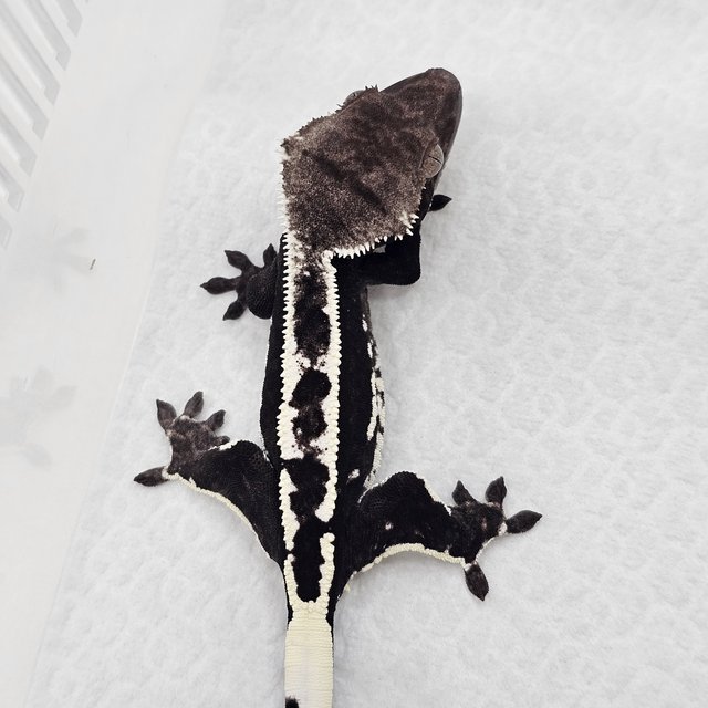 Axanthic