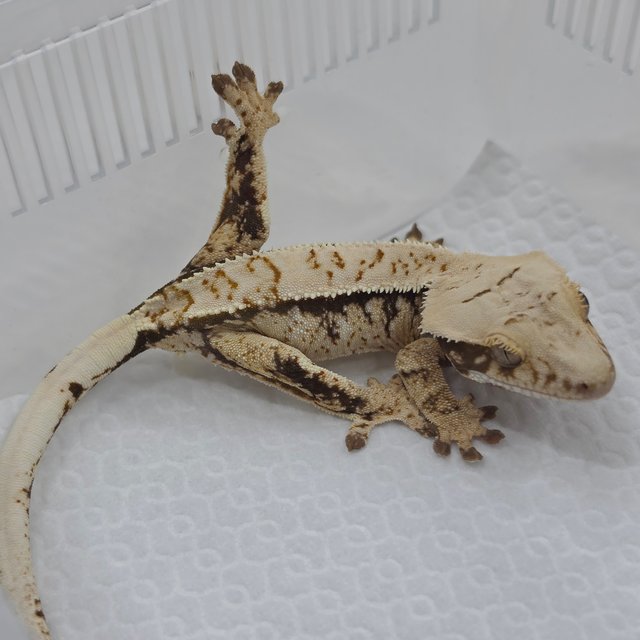 100% Het Axanthic