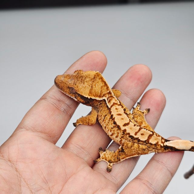 트라이