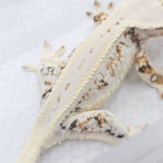 Lilly White