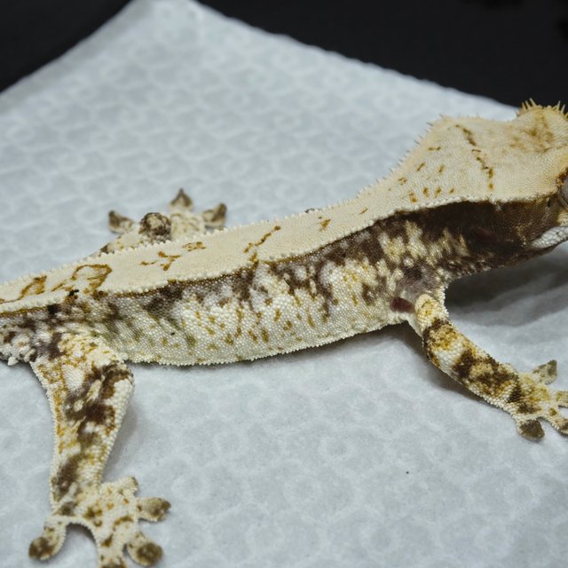 Drippy White Spot Normal