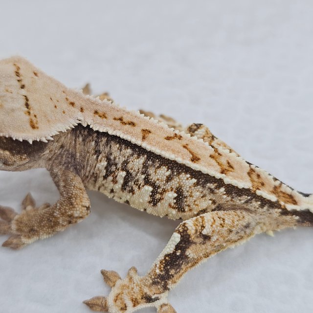 Normal Tri Pinstripe Extreme Harlequin