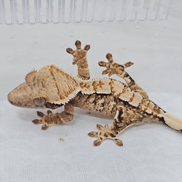 Normal Tri Tangerine Extreme Harlequin