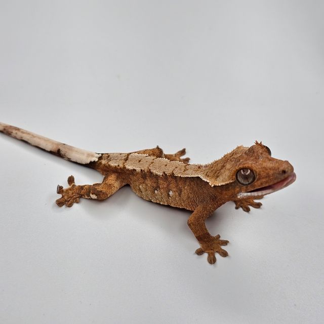 트라이