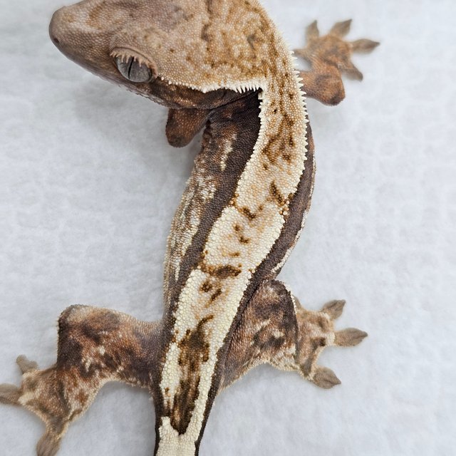 Sable 100% Het Axanthic