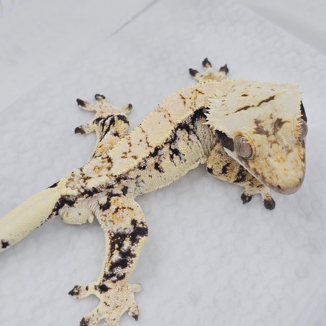 Normal Tri Extreme Harlequin