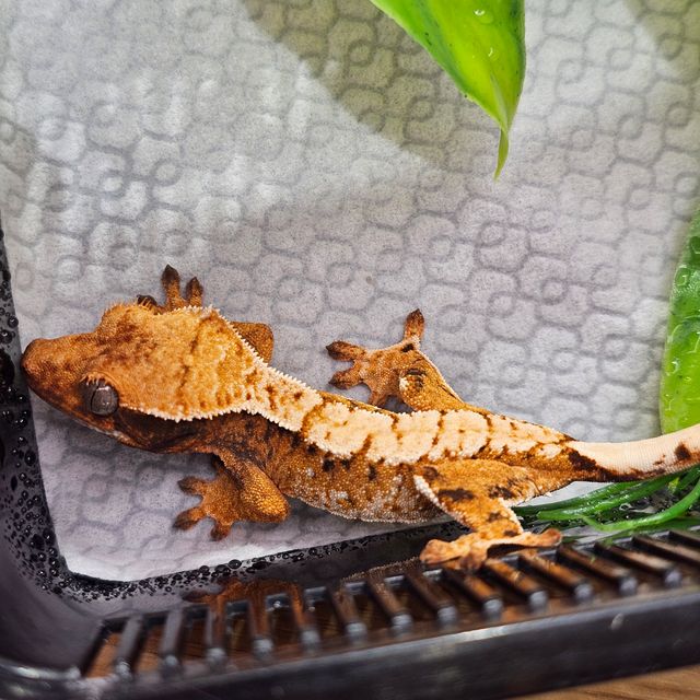 트라이