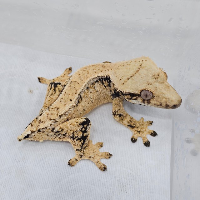 Normal Tri Quad Pinstripe Drippy