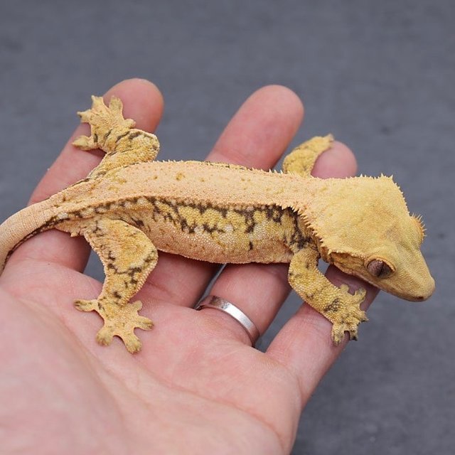 Quad