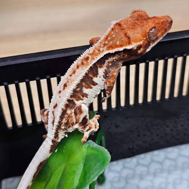 프라푸치노