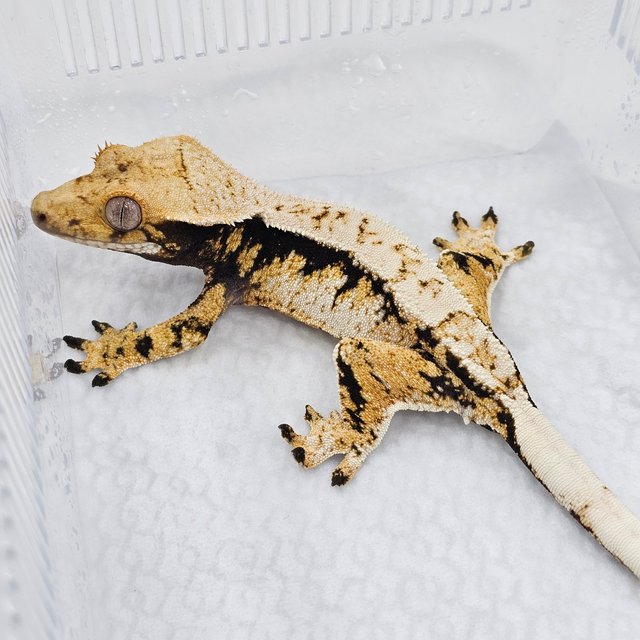 Normal Tri Extreme Harlequin