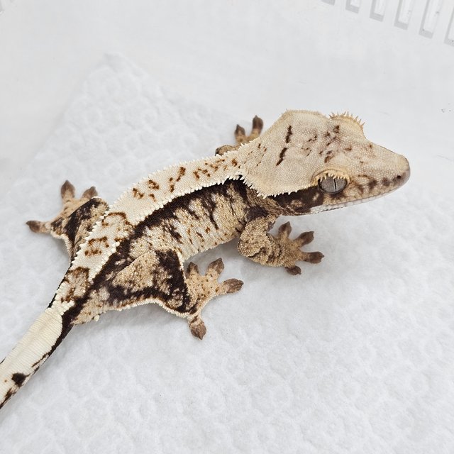 100% Het Axanthic