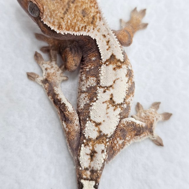 Sable 100% Het Axanthic