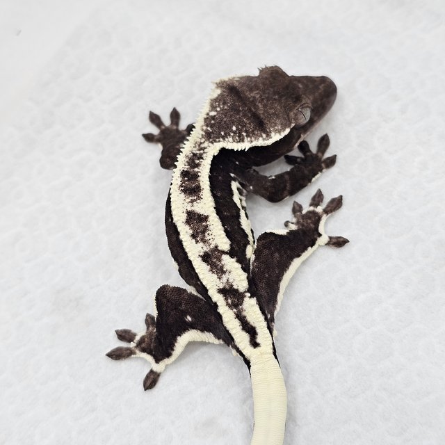Lilly Axanthic