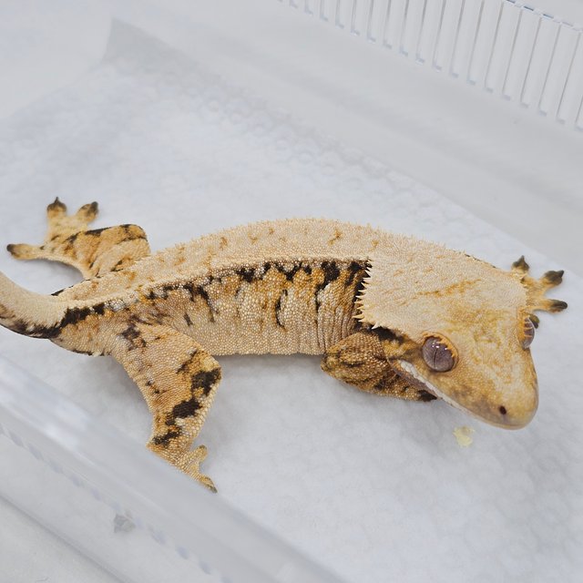 Tri Extreme Harlequin